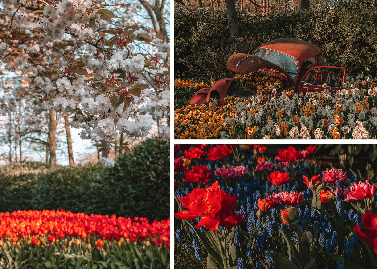 keukenhof-blooms Амстердам + парк тюльпанов 5-7.04