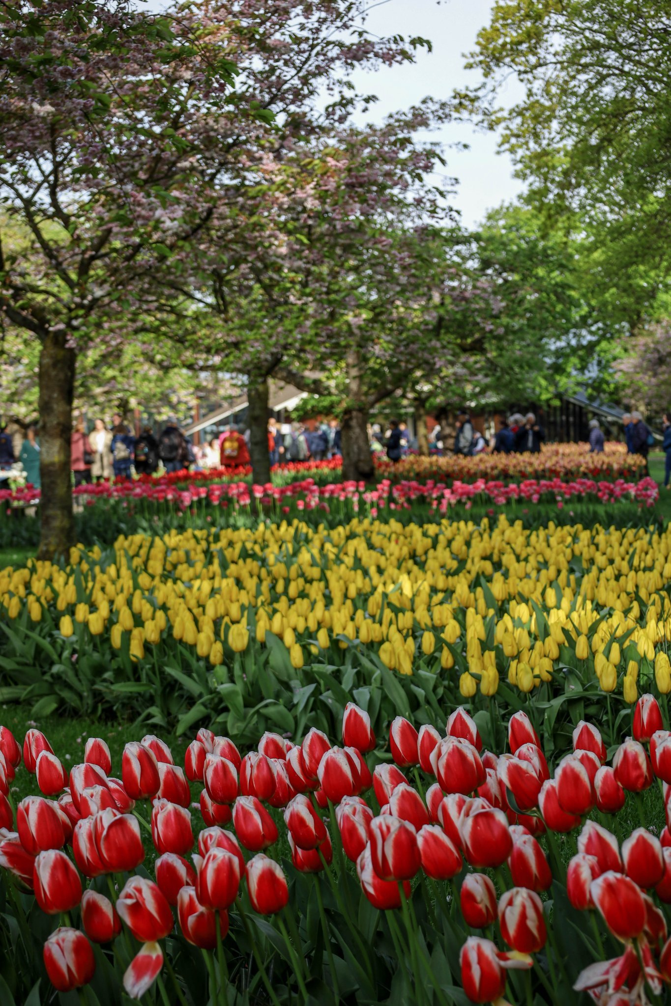 280487861_5409454055739843_3222859795362340206_n Парк тюльпанів Keukenhof (Кекенхоф)