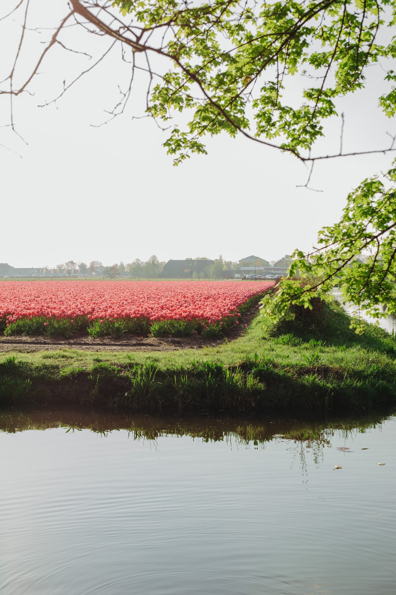 img_5782-73 Парк тюльпанів Keukenhof (Кекенхоф)